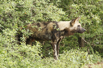 African wild dog (Lycaon pictus) in bush  Kruger NP  South Africa