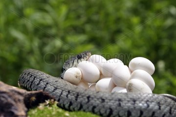 Ringte Schlange schützt seine Eier Elsass Frankreich