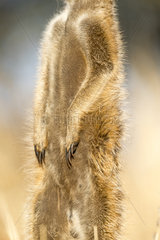 Meerkat or suricate (Suricata suricatta)  adult  sentinel  close up on the feet  Kalahari Desert  South African Republic