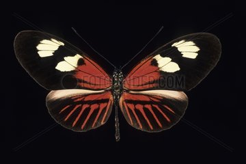 Postman Butterfly Ecuador