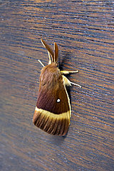 Drinker moth (Lasiocampa quercus) Male on the bottom of a door in summer  Country Garden  Lorraine  France
