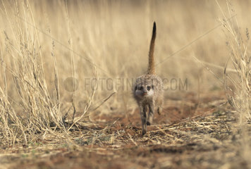 Meerkat or suricate (Suricata suricatta)  running in the savannah  Kalahari Desert  South African Republic