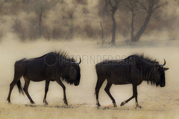 Blue Wildebeest (Connochaetes taurinus). Roaming in the dry riverbed of the Auob river. Kalahari Desert  Kgalagadi Transfrontier Park  South Africa.