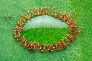 Rock ants feasting on green leaf  piling on top of each others forming oval shape ring around a drop honey.