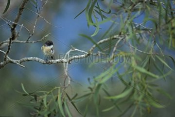 Reunion Stonechat settled on a branch reunion Island