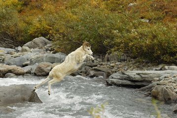 Male Dall's Sheep jumping over a torrent Denali NP