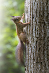 Red european squirrel (Sciurus vulgaris) climbing a tree  Tizzano  Parma  Italy