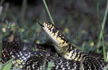 Western whip snake locateing its preys with his tongue