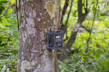 Veillance camera attached to a tree  camera trap  Kaziranga National Park  State of Assam  India