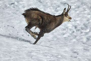 Alpine chamois (Rupicapra rupicapra) running in snow  Mercantour National Park  Alps  France