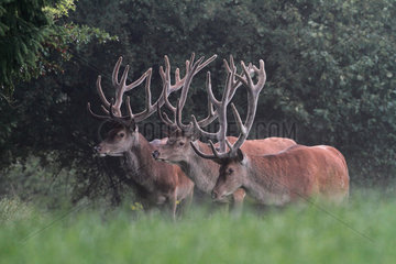 Red Deer (Cervus elaphus) males group in velvet  Ardennes  Belgium