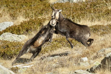 Alpine Chamois (Rupicapra rupicapra) fight between a young male and an old unicorn and one-eyed buck  rutting period  autumn  Mercantour National Park  Alps  France