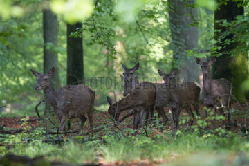 Red Deer (Cervus elaphus) hinds group in the undergrowth  Ardennes  Belgium