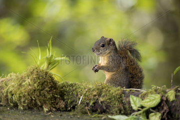 Red-tailed Squirrel (Sciurus granatensis)  Chiriquí  Panama  February