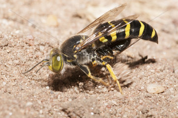 Sand wasp (Bembix rostrata) digging its gallery  Regional Natural Park of Vosges du Nord  France