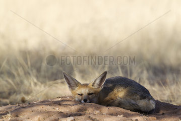 Cape Fox (Vulpes chama). Resting at its burrow. Kalahari Desert  Kgalagadi Transfrontier Park  South Africa.