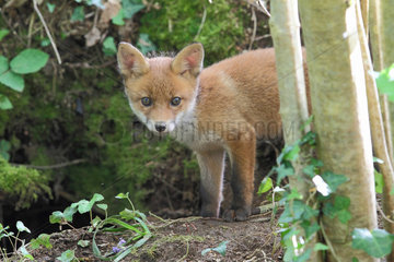 Red fox (Vulpes vulpes) young about 5 weeks old playing near the burrow  Brittany  France