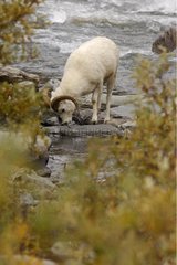 Aries of Dall's sheep drinking in a river NP Denali Alaska