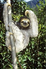 Pale-throated Three-toed Sloth hung with trunk French Guiana