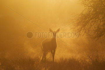 Greater Kudu (Tragelaphus strepsiceros). Female in the early morning. Kalahari Desert  Kgalagadi Transfrontier Park  South Africa.