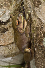 Goudot's Bright-eyed Frog (Boophis goudotii) on trunk  Andasibe  Perinet  Region Alaotra-Mangoro  Madagascar