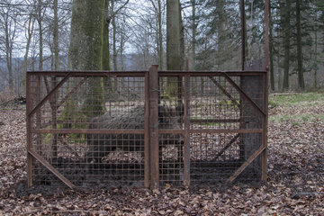 Wild boar (Sus scrofa) in a cage in undergrowth  Ardennes  Belgium