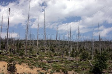 Landscape of Yellowstone devastated by a fire USA