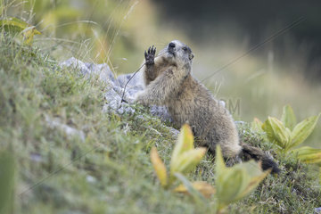 Alpine Marmot (Marmota marmota) eating a grass  Jura  Switzerland