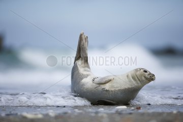 Harbor seal rolling itself in the waves Germany
