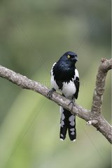 Magpie tanager on a branch Brazil