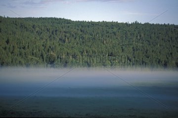 Morning fog in forest edge Alberta Canada