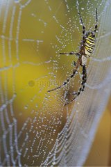 Banded Epeira in its web covered with dew Aquitaine France