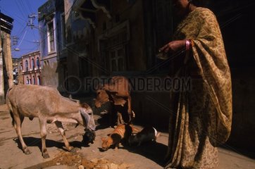 gassenkatzen und heilige Kühe in der India Street