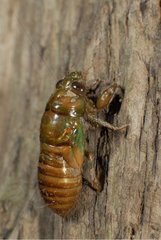 Larva of cicada moulting before in a garden