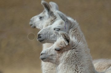 Lamas North Chile