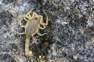 Gelber Skorpion auf einem Steinvaucluse Frankreich