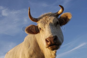 Lozère Frankreich Charolais Cow Cow