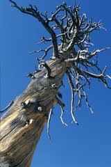 Trockener und entblÃ¶urer Baum in einem blauen Himmel Kalifornien USA errichtet