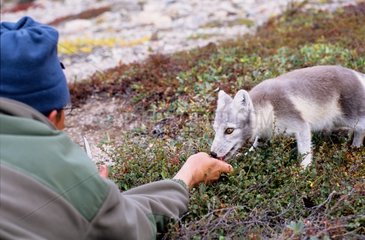 Junge polare Fuchs  die von Hand Grönland ernährt wurde