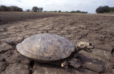 Schildkröhre in einem trockenen Wetland Llanos Venezuela
