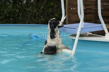Cocker Spaniel Spaniel in einem Schwimmbad Frankreich