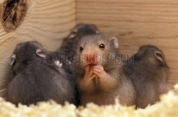 Junger 20 -Tage -Hamster essen