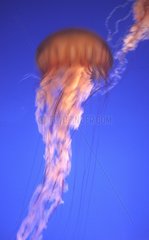Méduse nageant dans un aquarium Etats Unis d'Amérique