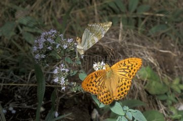 Silver washed Fritillary courtship Courmes France