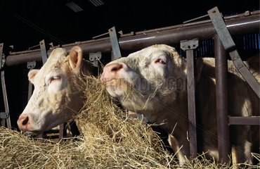 Kuh- und Bullen -Charolais in Cornadis Heu essen