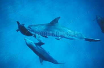 Jeu sexuel entre jeunes Grands dauphins Bahamas