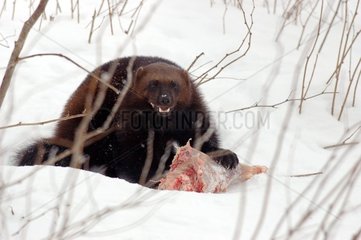 Wolverine in captivity eating meat Area of Orsa