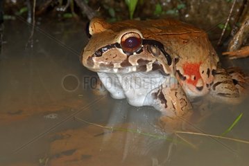 Smoky Jungle Frog in water French Guiana