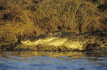 Crocodile marin tapi sur la berge Australie