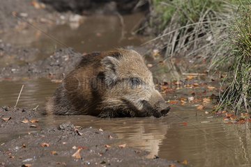 Wild boar (Sus scrofa) in sludge  Ardennes  Belgium